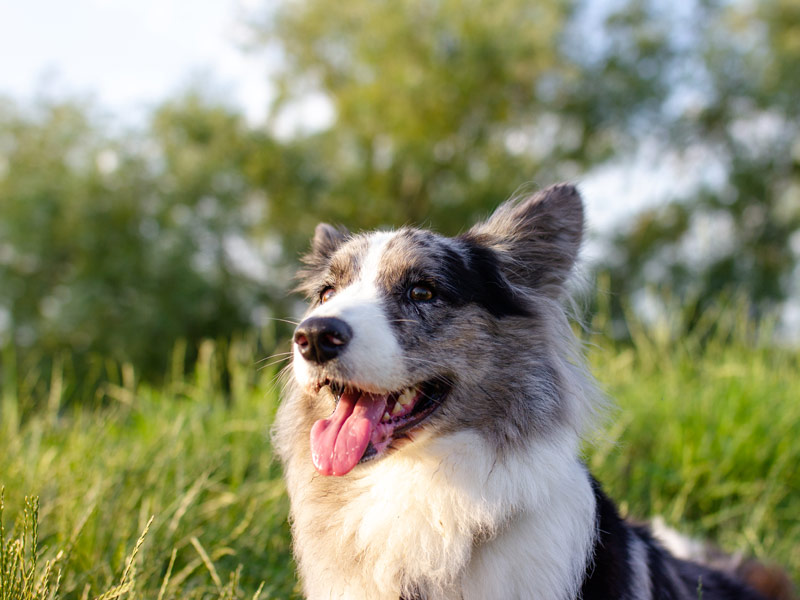 Hunde im Hotel erlaubt